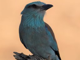 Fauna Cerro Masatrigo y entorno